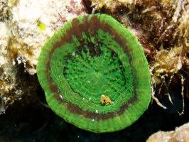 IMG 4147 Artichoke Coral
